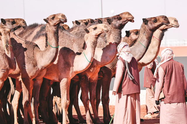 沙特阿拉伯男子射箭选手射中靶心，登顶金牌的简单介绍